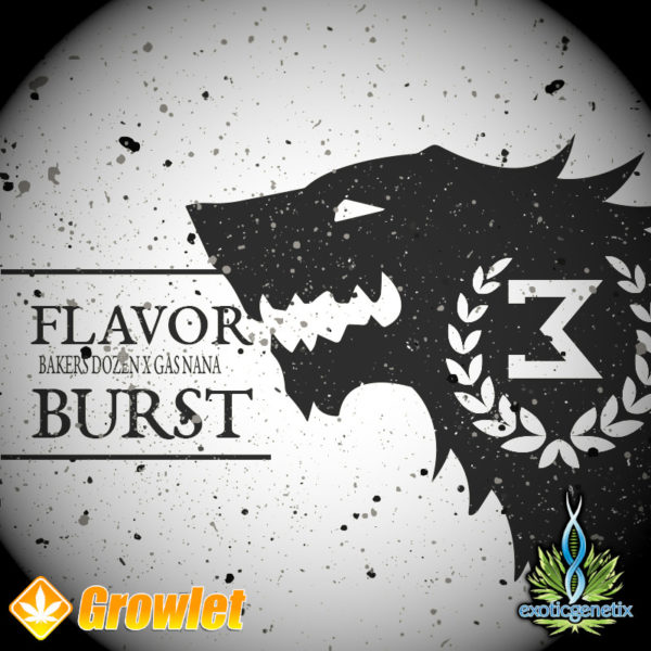 Flavor Burst by Exotic Genetix
