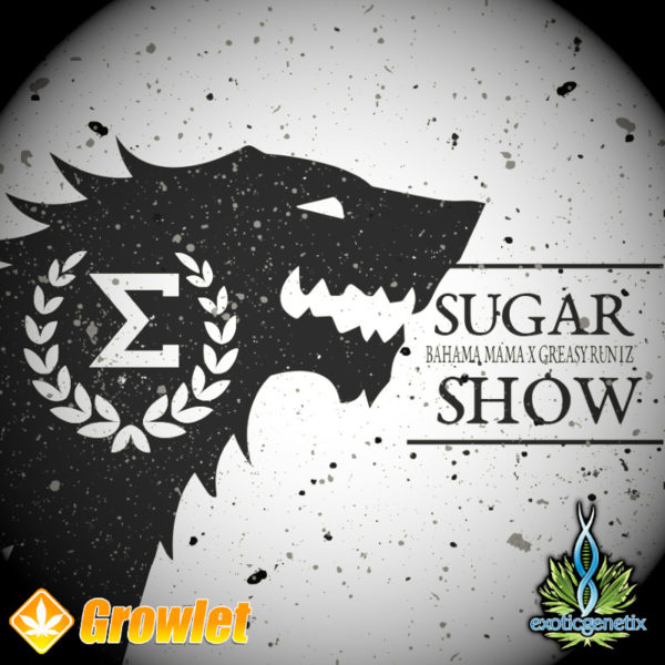Sugar Show de Exotic Genetix