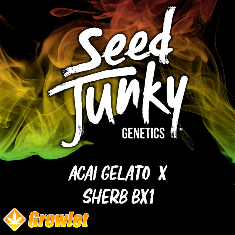 Acai Gelato x Sherb Bx1 de Seed Junky Genetics