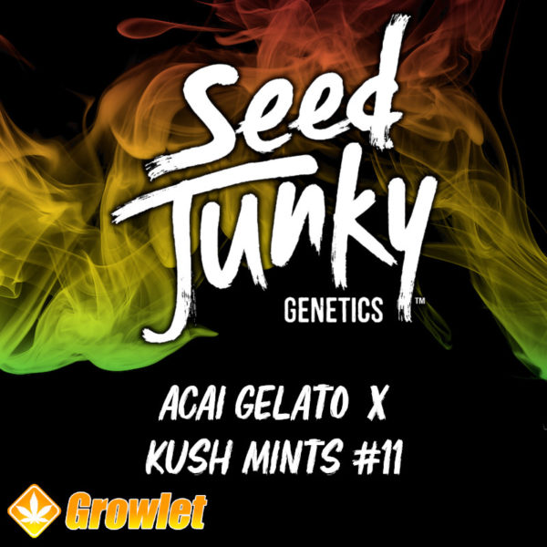 Acai Gelato x Kush Mints #11 de Seed Junky Genetics
