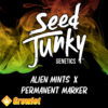 Alien Mints x Permanent Marker de Seed Junky Genetics