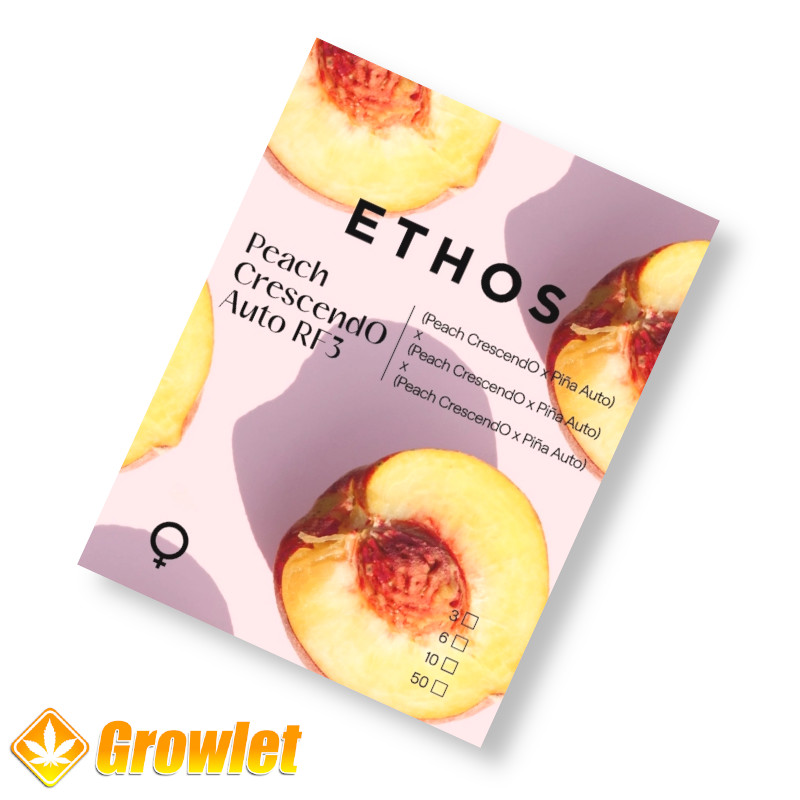 Peach Crescendo Auto RF3 de Ethos Genetics semillas autoflorecientes