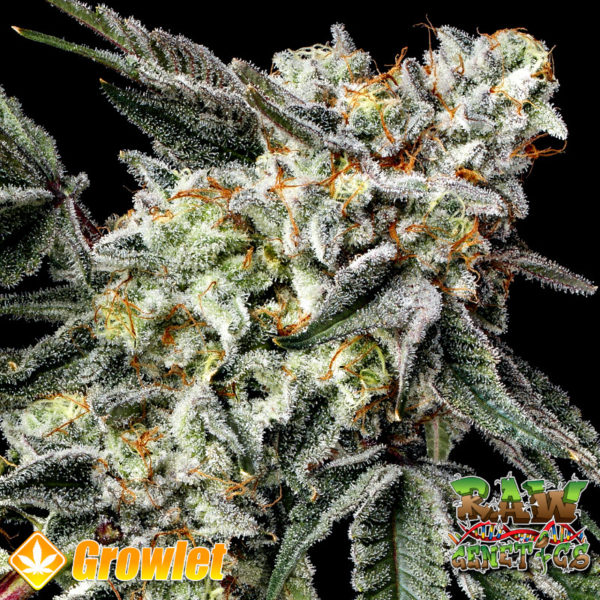 Georgia Pie S1 de Raw Genetics semillas