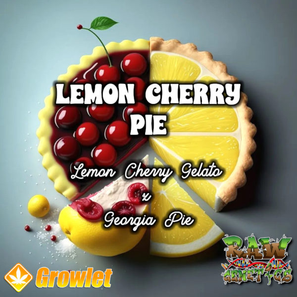Lemon Cherry Pie de Raw Genetics semillas feminizadas