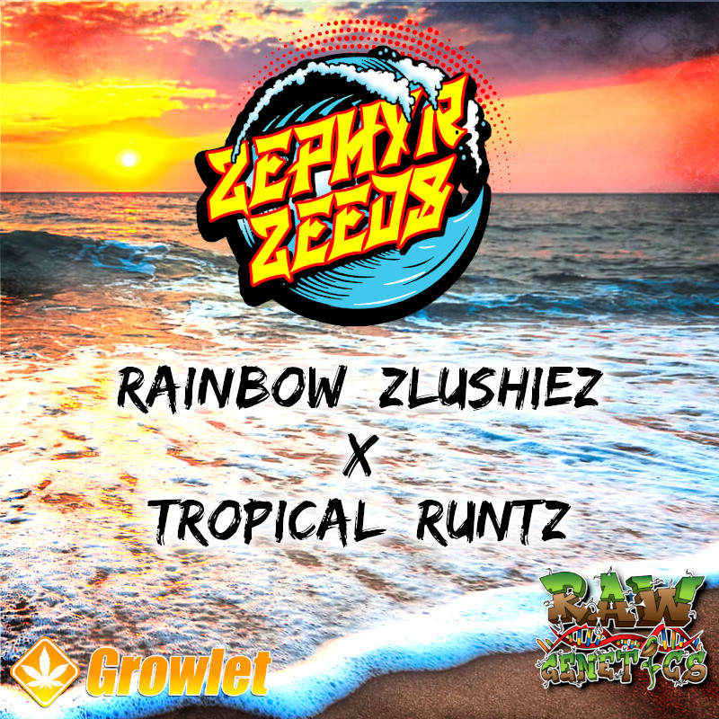 Rainbow Zlushiez x Tropical Runtz de Raw Genetics semillas regulares
