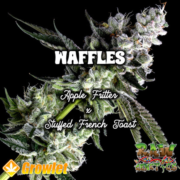 Waffles de Raw Genetics semillas feminizadas