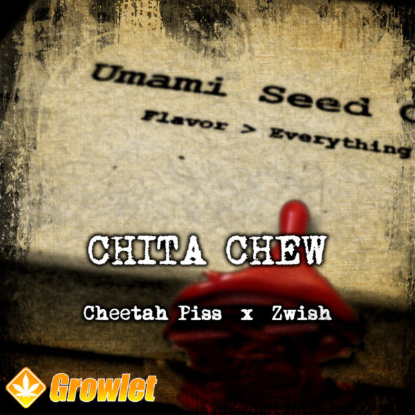 Chita Chew de Umami Seed Co semillas feminizadas