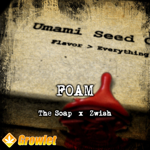 Foam de Umami Seed Co semillas feminizadas
