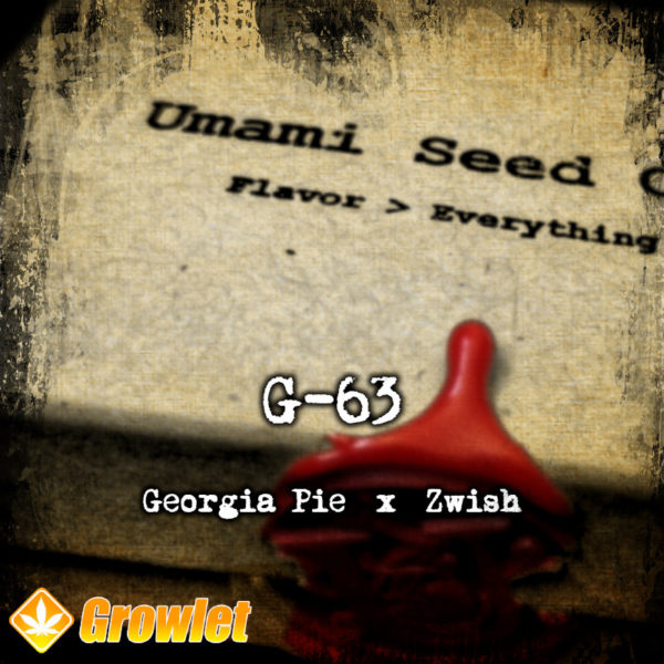 G-63 de Umami Seed Co semillas feminizadas