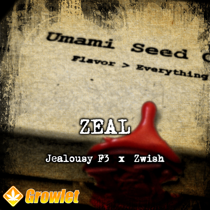 Zeal de Umami Seed Co semillas feminizadas