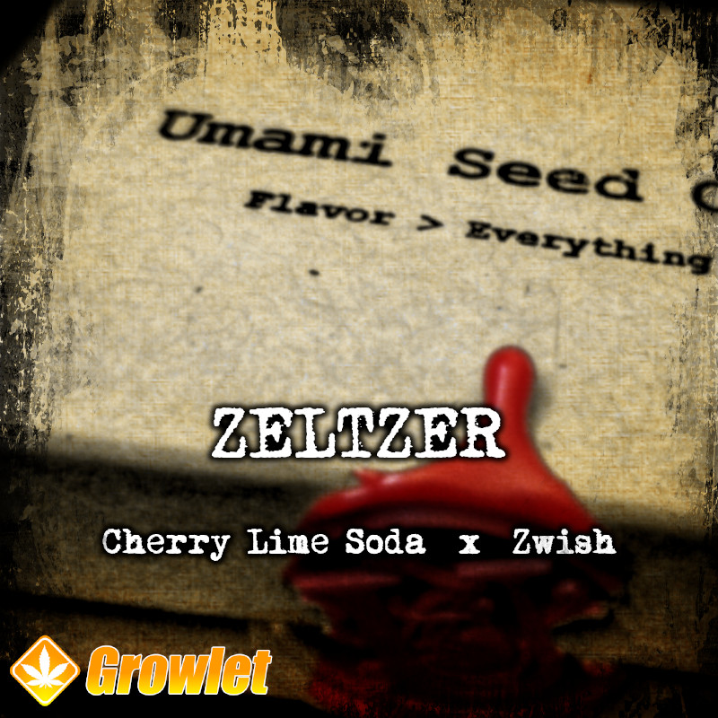Zeltzer de Umami Seed Co semillas feminizadas