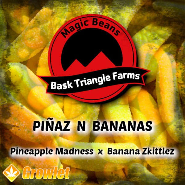 Piñaz N Bananas de Bask Triangle Farms semillas regulares