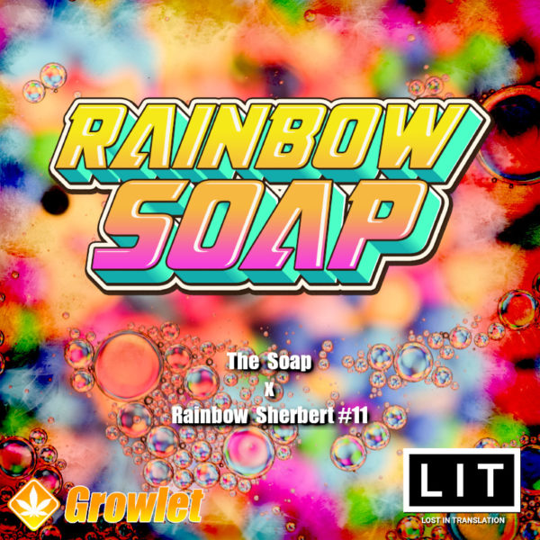 Rainbow Soap by LIT Farms feminized seeds