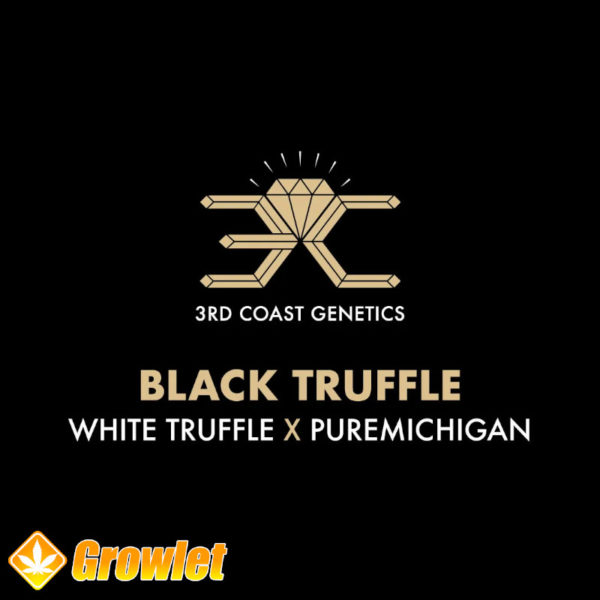 Black Truffle de 3rd Coast Genetics semillas regulares