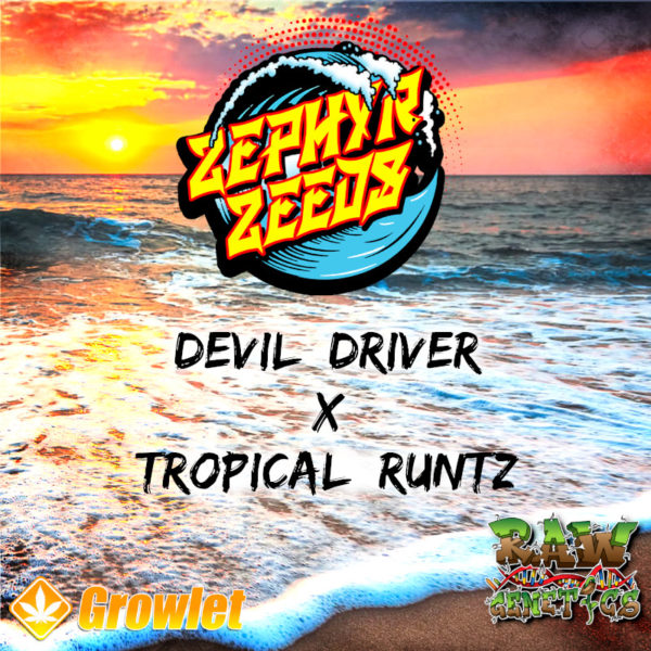 Devil Driver x Tropical Runtz de Raw Genetics semillas regulares