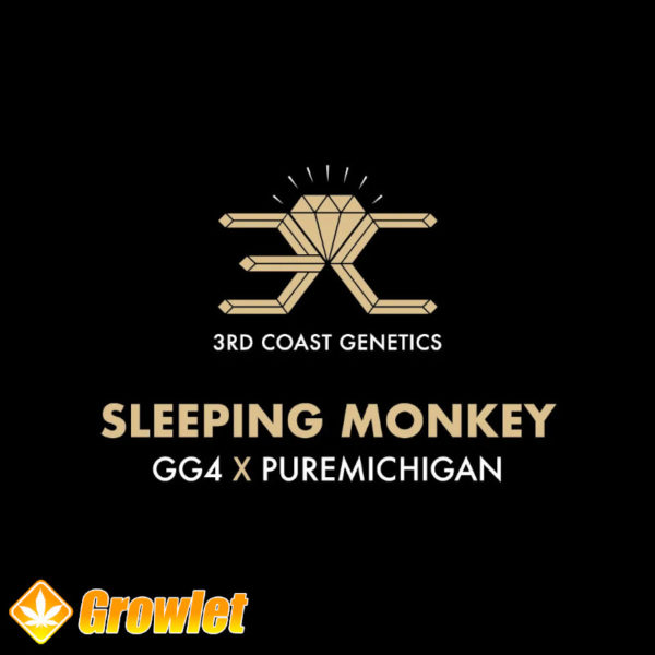 Sleeping Monkey by 3rd Coast Genetics regular seeds