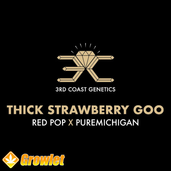 Thick Strawberry Goo de 3rd Coast Genetics semillas regulares