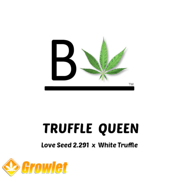 Truffle Queen de BeLeaf Seeds semillas feminizadas