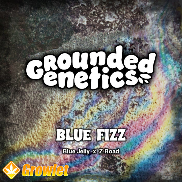 Blue Fizz by Grounded Genetics feminized seeds
