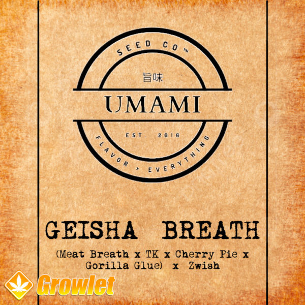 Geisha Breath de Umami Seed Co semillas feminizadas
