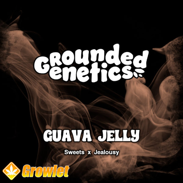 Guava Jelly de Grounded Genetics semillas regulares