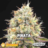 Piñata from Grounded Genetics feminized seeds