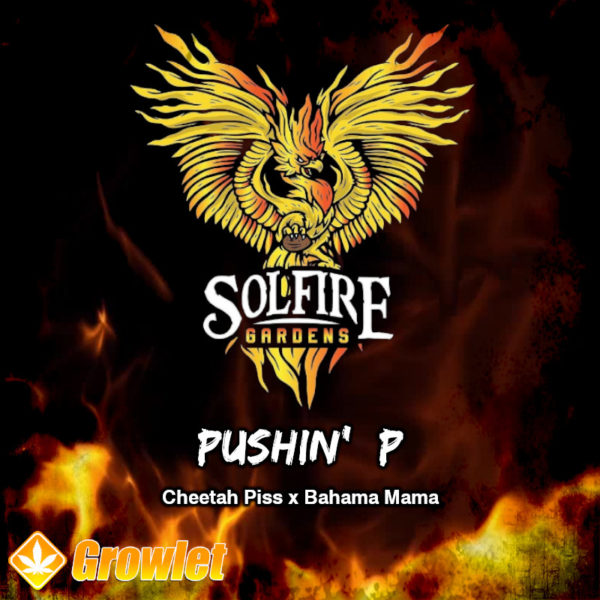 Pushin’ P de Solfire Gardens semillas feminizadas
