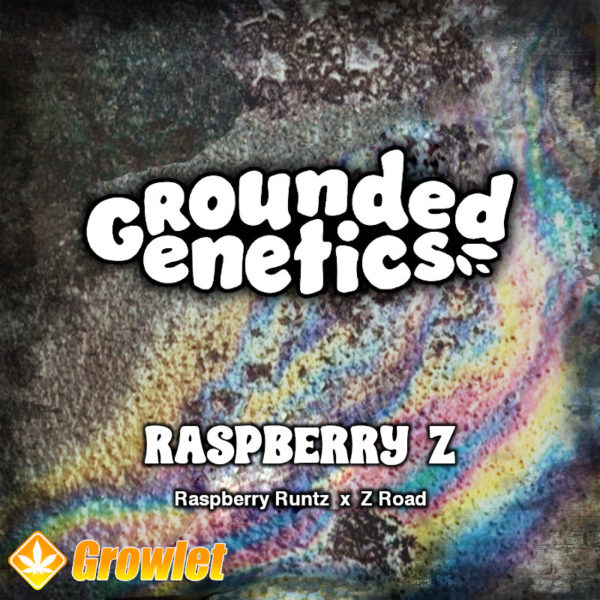 Raspberry Z by Grounded Genetics feminized seeds