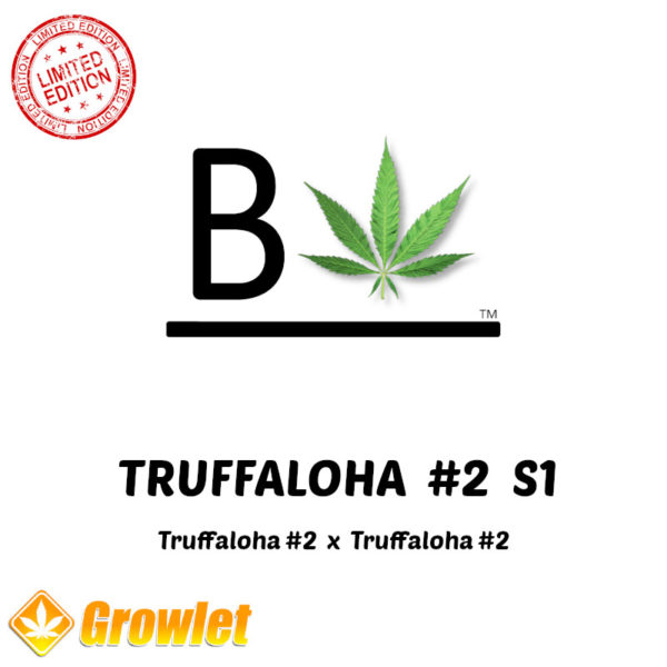 Truffaloha #2 S1 by BeLeaf Seeds feminized seeds