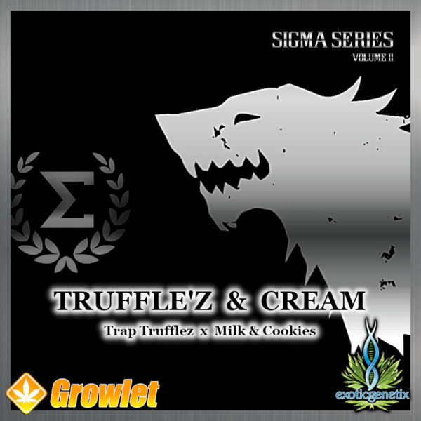 Truffle'z & Cream by Exotic Genetix feminized seeds