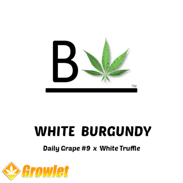 White Burgundy by BeLeaf Seeds feminized seeds