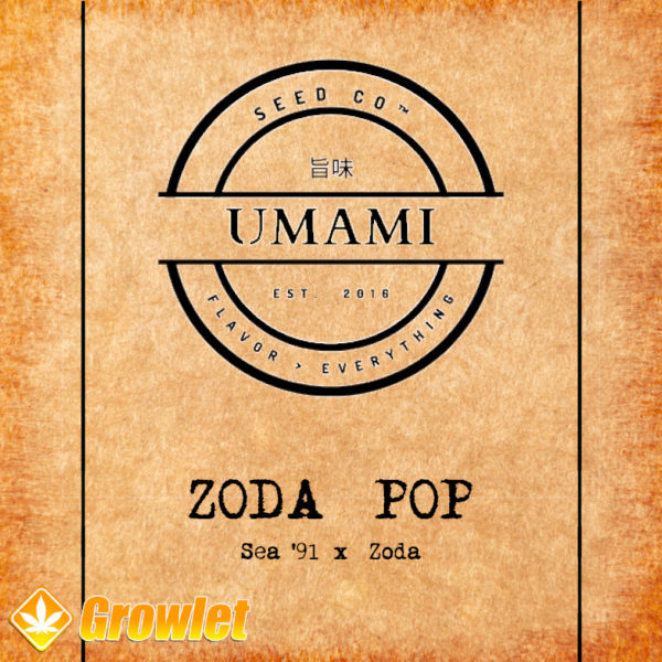 Zoda Pop by Umami Seed Co feminized seeds