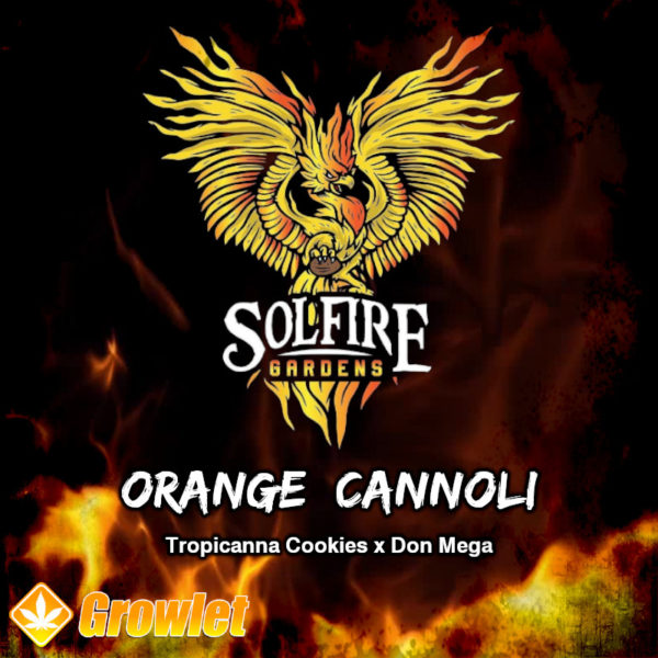 Orange Cannoli de Solfire Gardens semillas regulares