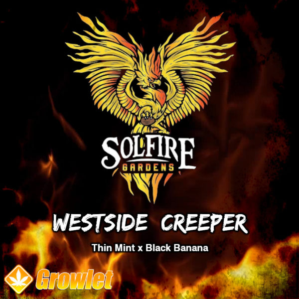 Westside Creeper de Solfire Gardens semillas