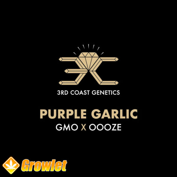 Purple Garlic de 3rd Coast Genetics semillas regulares