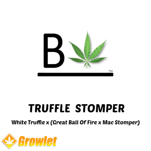 Truffle Stomper by BeLeaf Seeds regular seeds