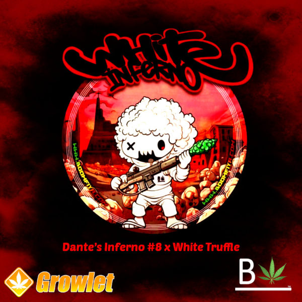 White Inferno by BeLeaf Seeds feminized seeds
