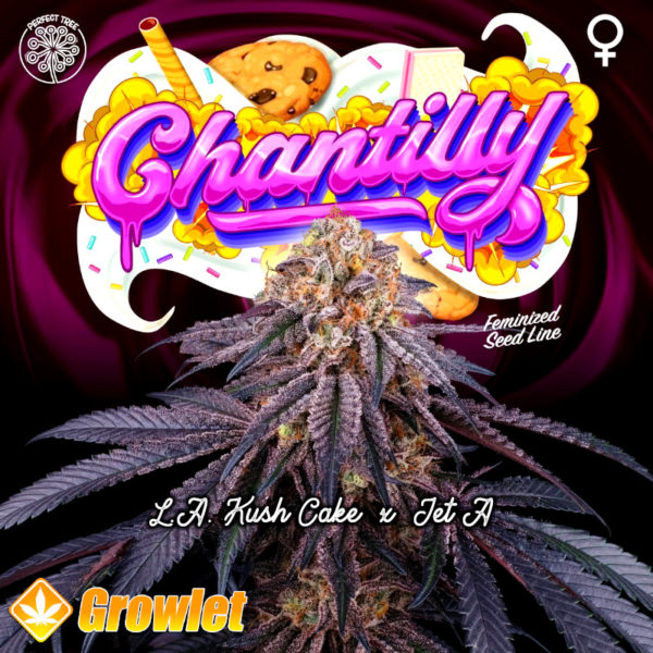 Chantilly feminized cannabis seeds by Perfect Tree