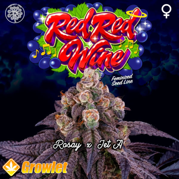 Red Red Wine semillas feminizadas de cannabis de Perfect Tree