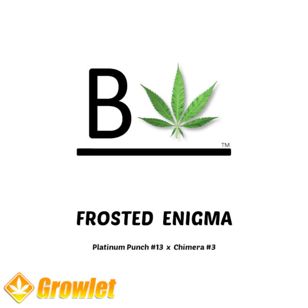 Frosted Enigma by BeLeaf Seeds feminized seeds