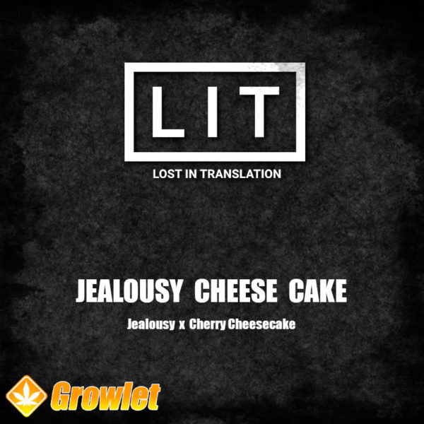 Jealousy Cheese Cake de LIT Farms semillas regulares