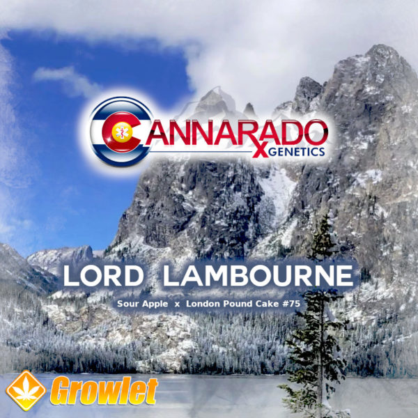 Lord Lambourne by Cannarado Genetics feminized seeds