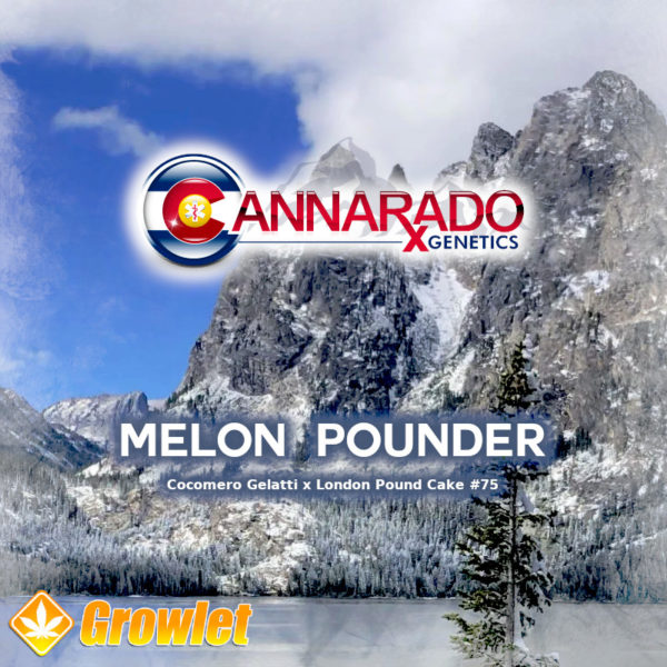 Melon Pounder by Cannarado Genetics feminized seeds