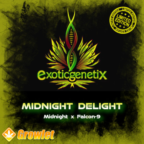 Midnight Delight de Exotic Genetix semillas feminizadas