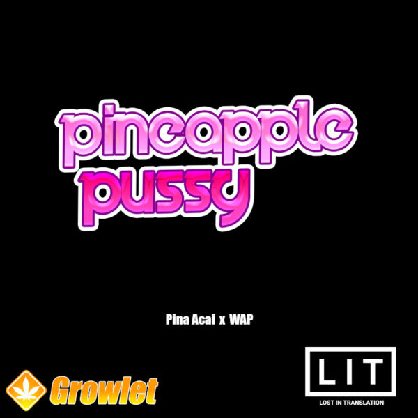 Pineapple Pussy by LIT Farms feminized seeds