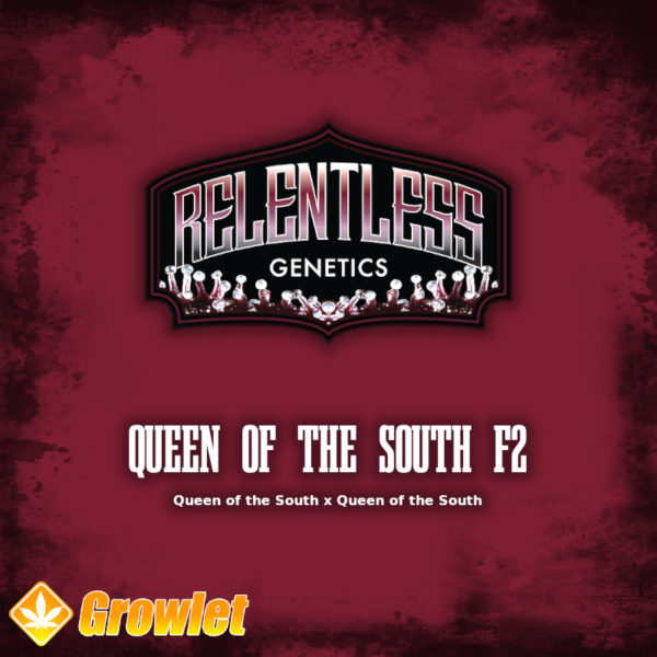 Queen of the South F2 de Relentless Genetics semillas regulares