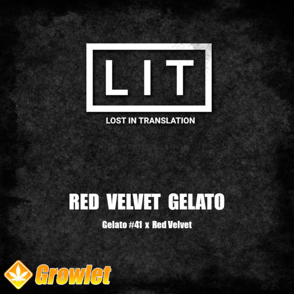 Red Velvet Gelato by LIT Farms feminized seeds