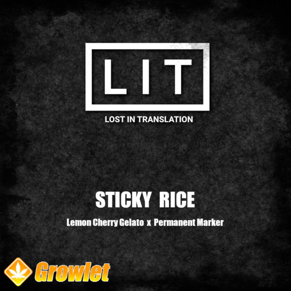 Sticky Rice de LIT Farms semillas feminizadas