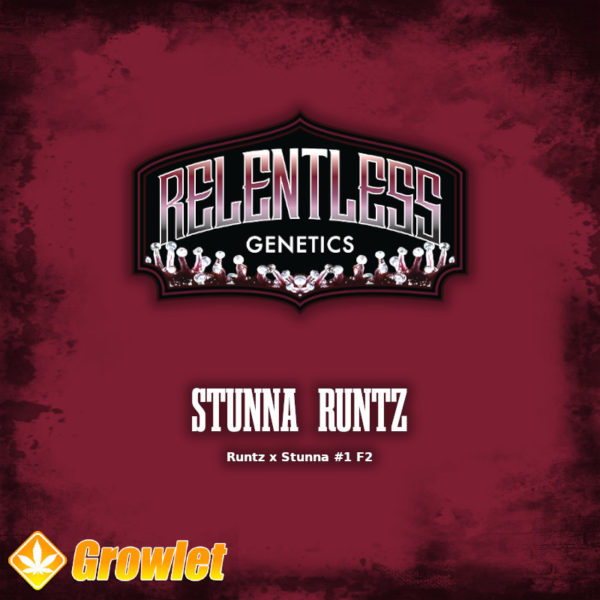 Stunna Runtz by Relentless Genetics regular seeds