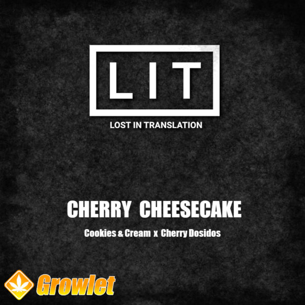 Cherry Cheesecake de LIT Farms semillas regulares